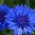 Centaurea cyanus 'Blue Diadem' (09/06/2014)  added by Shoot)