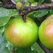 Malus domestica (any spur-bearing variety) (10/06/2014)  added by Shoot)