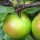Malus domestica (any spur-bearing variety) (10/06/2014)  added by Shoot)