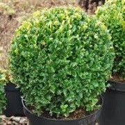 Buxus (any variety) (10/06/2014)  added by Shoot)