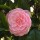 Camellia (any variety) (10/06/2014)  added by Shoot)