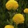 Achillea (any variety) (10/06/2014)  added by Shoot)