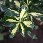 Euonymus (any evergreen variety) (10/06/2014)  added by Shoot)
