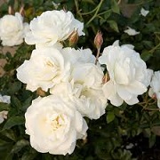 Rosa (any Floribunda variety)