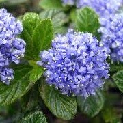 Ceanothus (any evergreen variety) (10/06/2014)  added by Shoot)