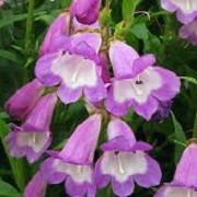 Penstemon (any variety) (10/06/2014)  added by Shoot)