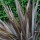 Phormium (any variety) (10/06/2014)  added by Shoot)