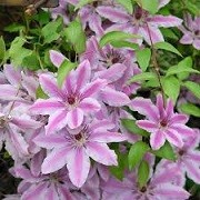 Clematis (any Early, Large-flowered, Group 2 variety) (10/06/2014)  added by Shoot)
