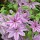 Clematis (any Early, Large-flowered, Group 2 variety) (10/06/2014)  added by Shoot)
