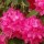 Rhododendron (any hardy, evergreen variety) (10/06/2014)  added by Shoot)