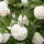 Viburnum (any deciduous variety) (10/06/2014)  added by Shoot)