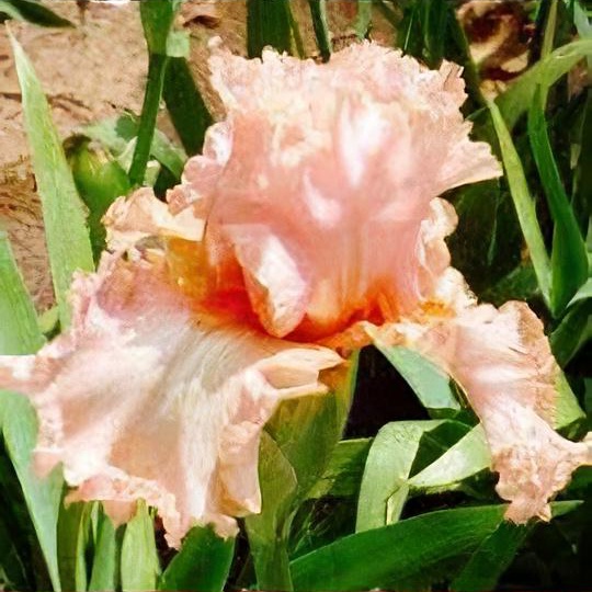 Iris (any bearded variety)