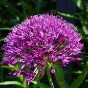 Allium (any bulbous, ornamental variety) (10/06/2014)  added by Shoot)