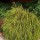Thuja plicata 'Whipcord' (10/06/2014)  added by Shoot)