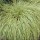Carex flagellifera 'Kiwi' (26/06/2014)  added by Shoot)