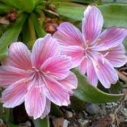 Lewisia 'Little Plum' (26/06/2014)  added by Shoot)