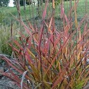 Miscanthus sinensis 'Autumn Red'