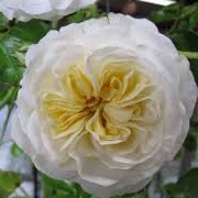 Rosa 'Clarence House'