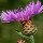 Centaurea jacea (01/07/2014)  added by Shoot)