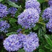 Ceanothus 'Delight' (01/07/2014)  added by Shoot)