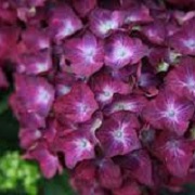 Hydrangea macrophylla 'Hot Red Violet' 