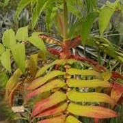 Mahonia 'Pan's Peculiar' (01/07/2014)  added by Shoot)