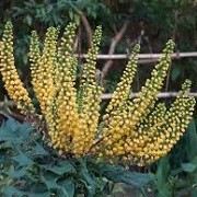 Mahonia oiwakensis (01/07/2014)  added by Shoot)