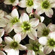 Saxifraga 'Carpet White' (x arendsii) (01/07/2014)  added by Shoot)