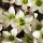Saxifraga 'Carpet White' (x arendsii) (01/07/2014)  added by Shoot)