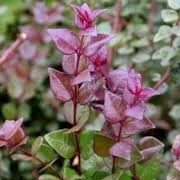Lonicera nitida 'Red Tips' (22/07/2014)  added by Shoot)