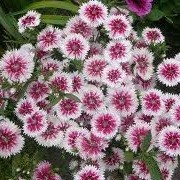 Dianthus 'Twinkle' (22/07/2014)  added by Shoot)