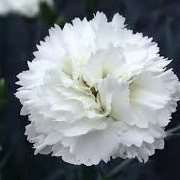 Dianthus 'Memories' (Scent First Series) (22/07/2014)  added by Shoot)