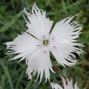 Dianthus anatolicus (22/07/2014)  added by Shoot)