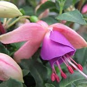 Fuchsia 'Blush Violet'