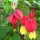 Abutilon megapotamicum 'Wisley Red' (25/07/2014)  added by Shoot)