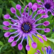 (17/09/2020) Osteospermum 'Astra Purple Spoon' (Astra Series) added by Shoot)