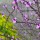Verbena officinalis var. grandiflora 'Bampton' (03/12/2020) Verbena officinalis var. grandiflora 'Bampton' added by Shoot)