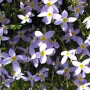 Houstonia caerulea 'Millard's Variety'