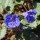  (16/05/2018) Phacelia campanularia added by Shoot)