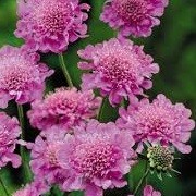 Scabiosa 'Pink Diamonds' (17/11/2014)  added by Shoot)