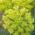 Euphorbia characias subsp. wulfenii 'John Tomlison' (17/11/2014)  added by Shoot)
