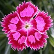 Dianthus 'Herbert's Pink'  (17/11/2014)  added by Shoot)