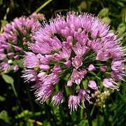 Allium 'Millenium'
