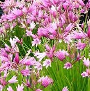 Allium mairei