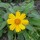 Coreopsis auriculata 'Elfin Gold' (05/12/2014)  added by Shoot)