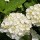Hydrangea macrophylla 'Blushing Bride' (05/12/2014)  added by Shoot)