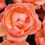Rosa 'Lady Marmalade'