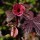 Hibiscus acetosella 'Red Shield' (21/01/2015)  added by Shoot)