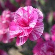 Dianthus 'Cosmic Swirl Pink' (22/01/2015)  added by Shoot)