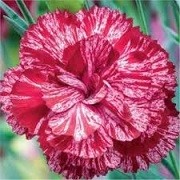 Dianthus 'Cosmic Swirl Red' (22/01/2015)  added by Shoot)